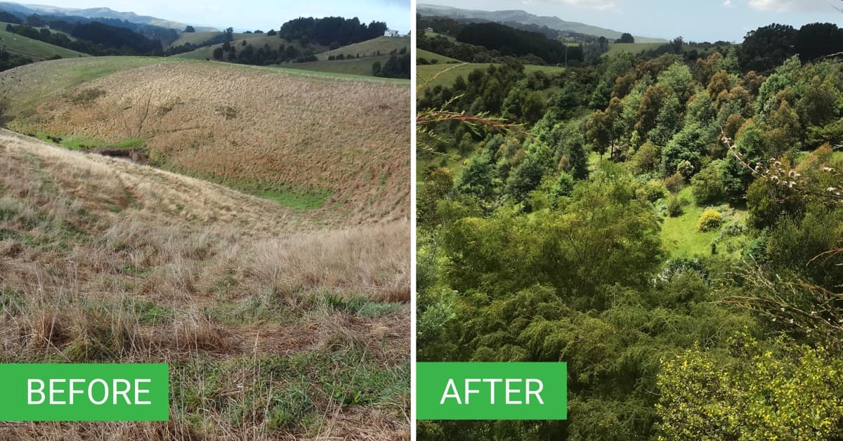 Whitehurst Forest restoration - before and after