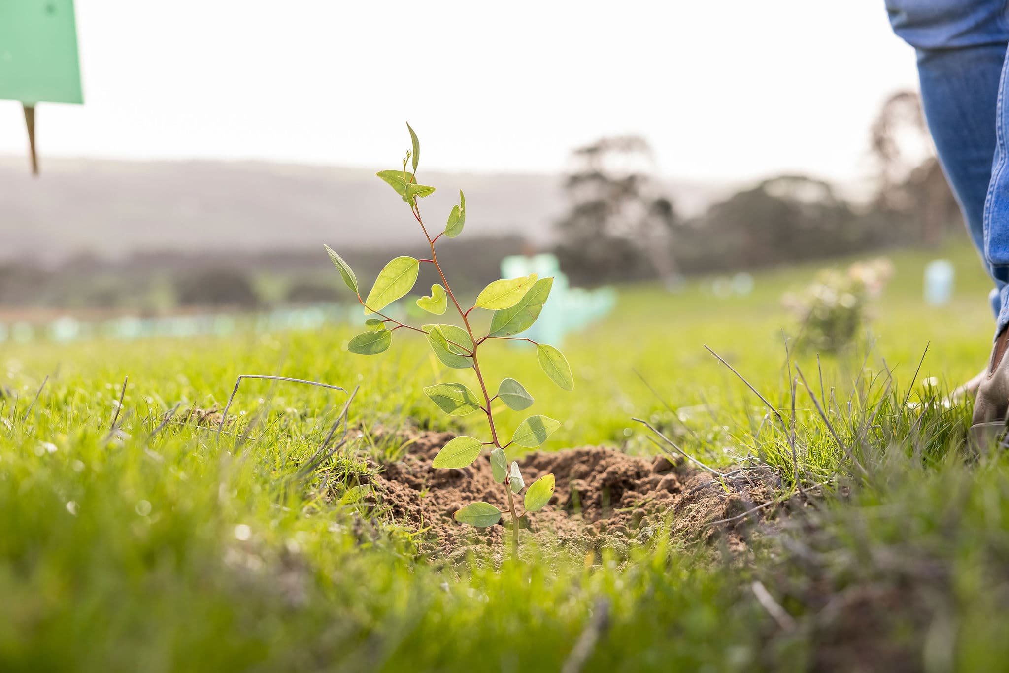 Native tree planting in South Australia
